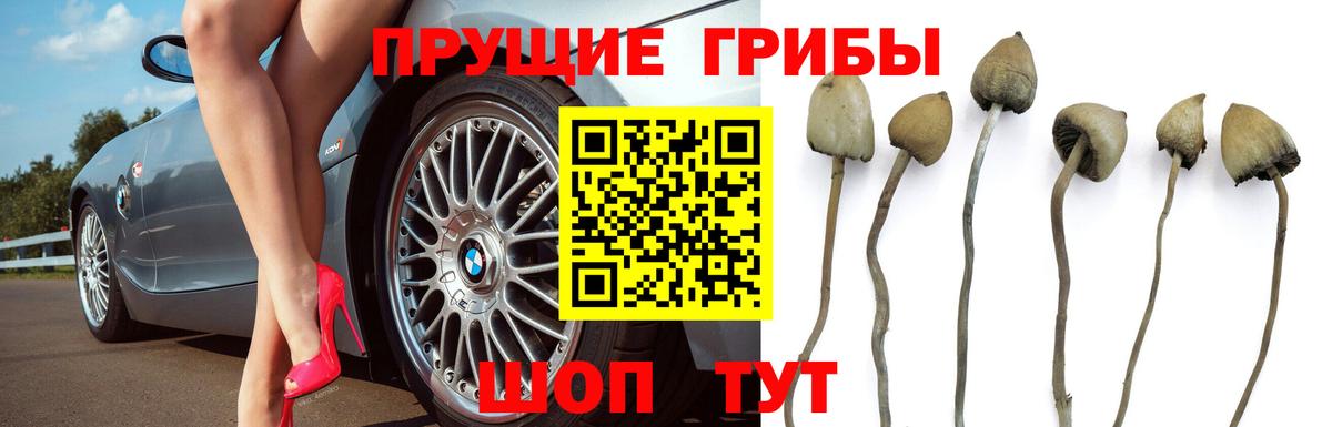 Галлюциногенные грибы прущие грибы  Псилоцибиновые грибы Magic Shrooms  продажа наркотиков  Вход с VPN  Братск 